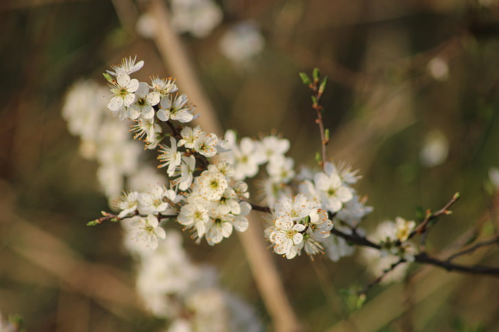 ride, spring, nature, bees, petals, white flowers, flowering