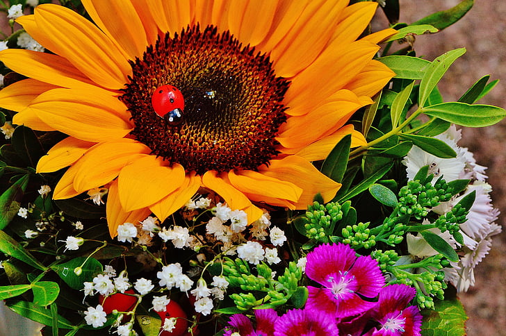 bouquet, fiore del sole, estate, pianta, fiori, Girasole, natura