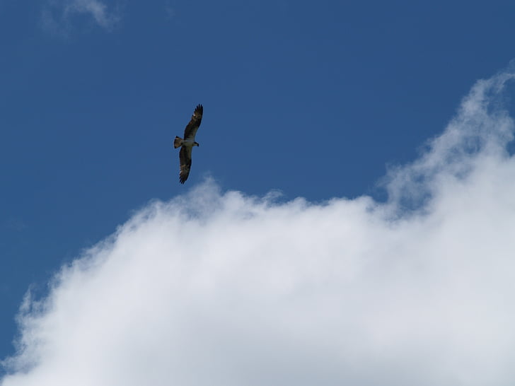 burung, terbang, Osprey