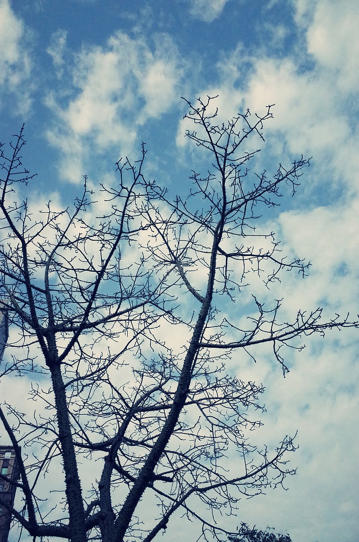 Sky, Journée bleue, Baiyun, branches, large, sérénité, bleu
