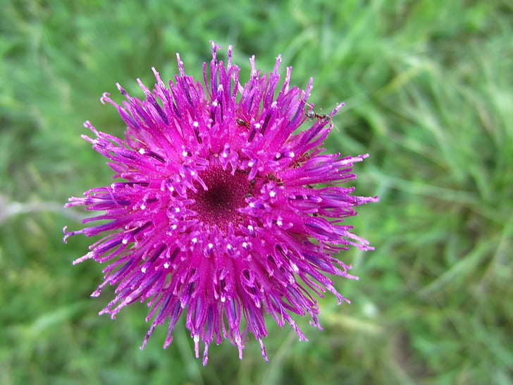 purple flower, plant, beautiful
