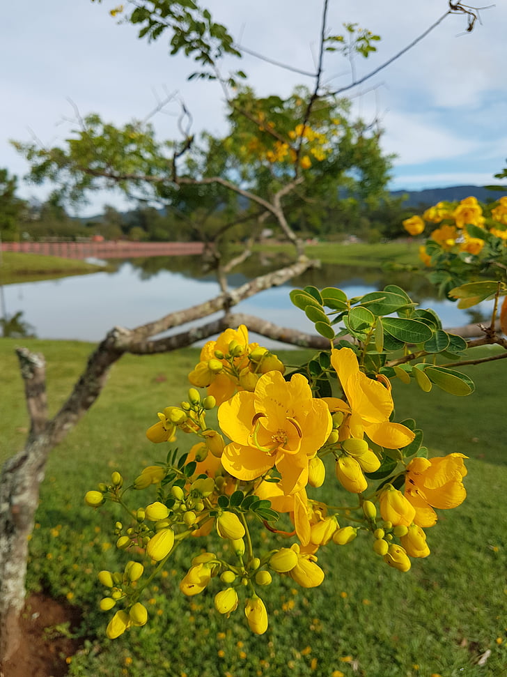 flores, Parque, Brasil