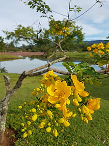Blumen, Park, Brazilien