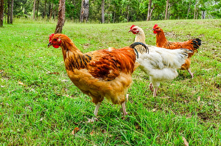 chicken, poultry, farm, grass, bird, hen, animal