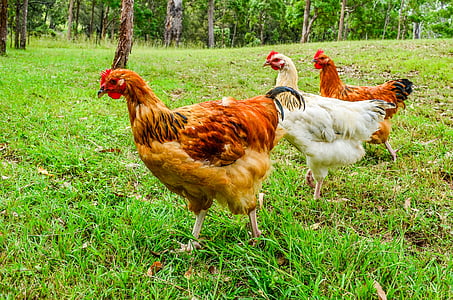 пиле, птици, ферма, трева, птица, кокошка, животните