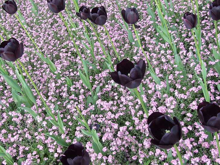 black tulips, tulips, field of flowers, spring flower