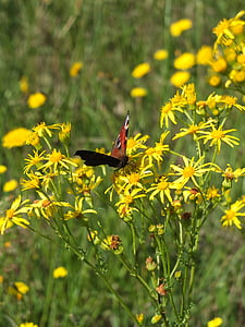 Peacock butterfly, tauriņš, kukainis, dzīvnieku, modelis, spārnu, krāsains