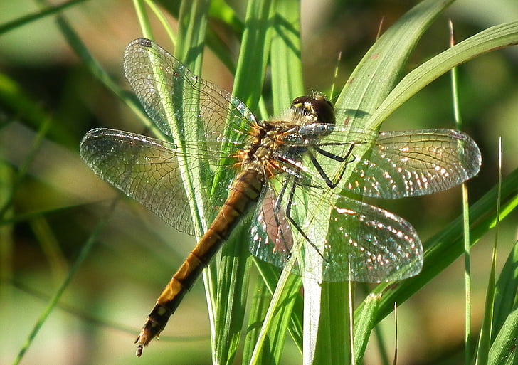 Dragonfly, makro, bug, insekt, detaljer, vinger, Wildlife