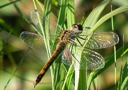 Dragonfly, makro, bugg, insekt, detalj, vingar, vilda djur