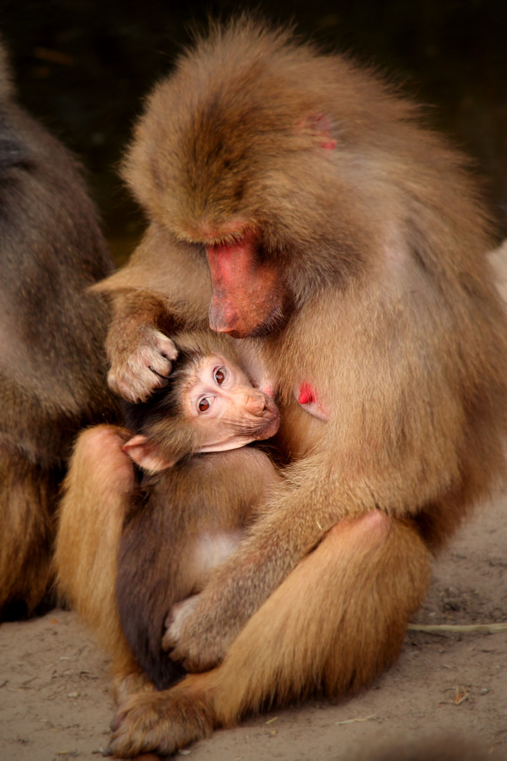 con khỉ, em bé, động vật, mẹ, con thú, chân dung, Nam Phi