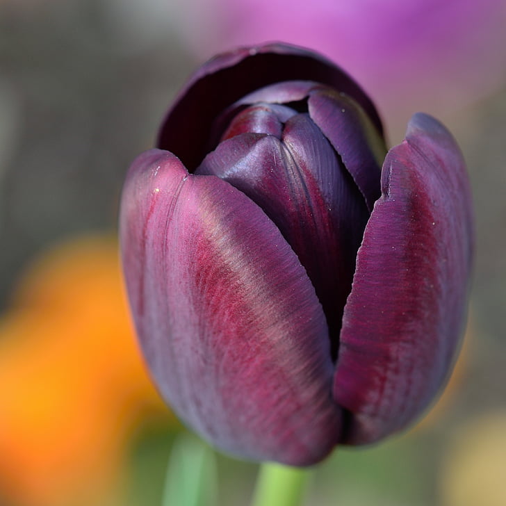 tulip, flower, flowers