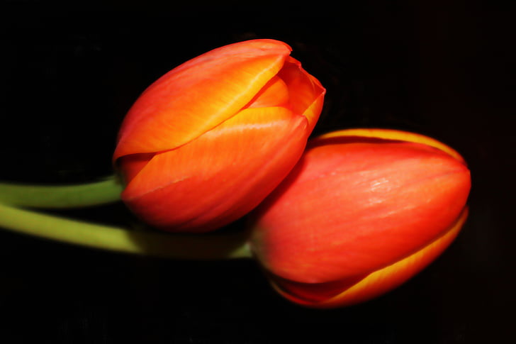 Maľba, olejomaľba, Foto obraz, tulipány, zátišie, jar, umenie