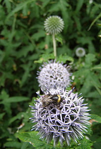 bee, allium, flower, plant, nature, garden, insect