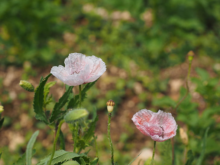 poppy flower, pink, light pink, bleached, flowers, whitish, nature