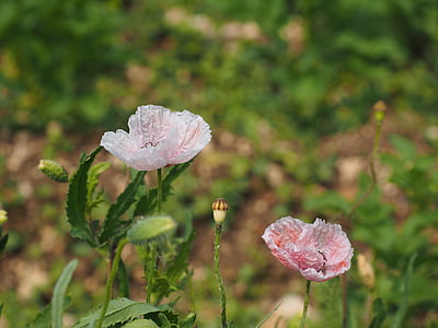 bunga opium, merah muda, merah muda, dikelantang, bunga, keputihan, alam