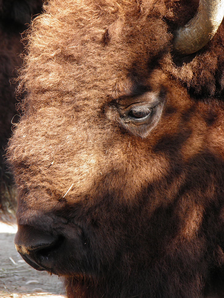 dieren, bison, zoo Praag