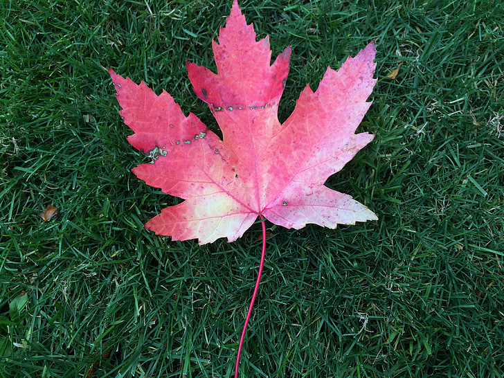 list, podzim, Kanada
