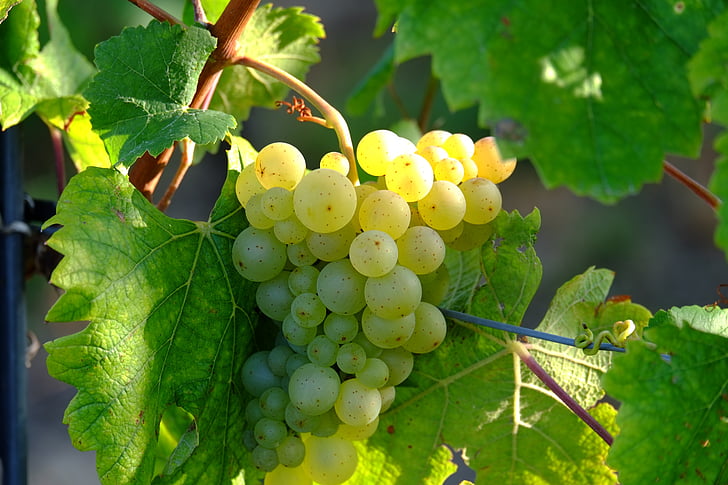 druiven, witte druiven, traubenpergel, wijn, fruit, wijnstok, wit
