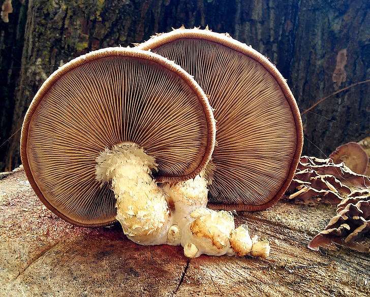 lamellar mushrooms, mushrooms, lamellar, screen fungus, autumn, forest, nature