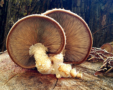 lamelarnih gljive, gljive, lamelarnih, zaslon gljiva, jesen, šuma, priroda