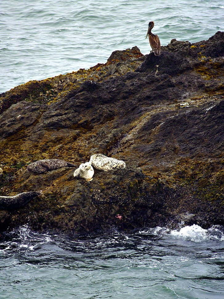 white, seals, animals, sea, pacific, nature, pelican
