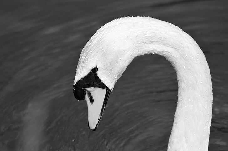 swan, swan head, water bird, bird, bill, head, white