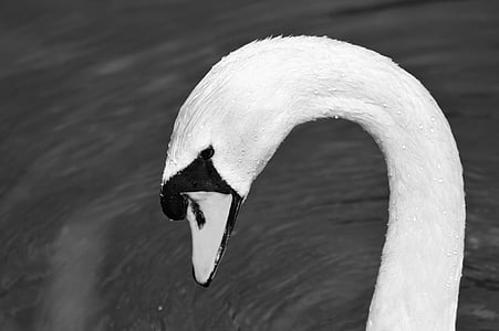 swan, swan head, water bird, bird, bill, head, white