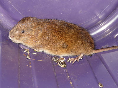 myszy, East wodne vole, wodne vole, szłem duży, vole, Arvicola terrestris, Arvicola amphibius