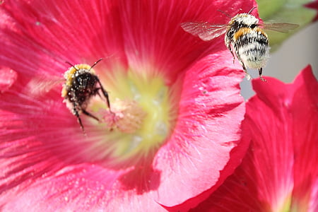 animals, insect, pollen, hummel, stock rose, summer, flowers