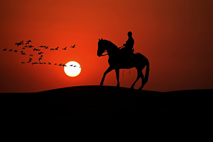 Reiter, Pferd, Tier, Fahrt, Pferdesport, Freizeit, Sonnenuntergang
