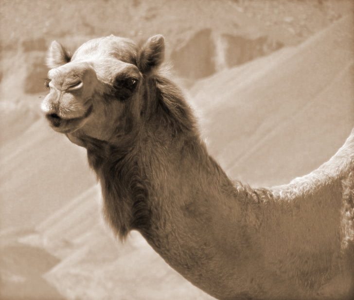 Kamel, Wüste, Reisen, Düne, heiß, exotische, Sahara