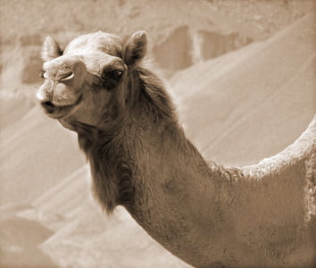 chameau, désert, voyage, dune, chaud, exotiques, Sahara