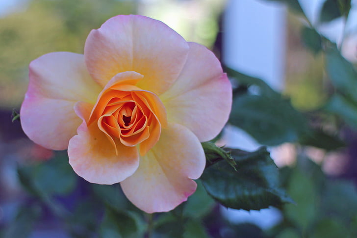 Rosa, flor, flor, flor rosa, múltiples colors, taronja, Rosa de jardí