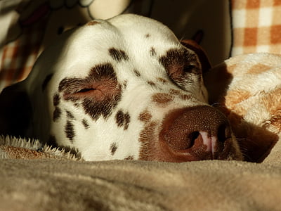dalmatians, dog, animal, chill out, hundeportrait, dog head, dog breed