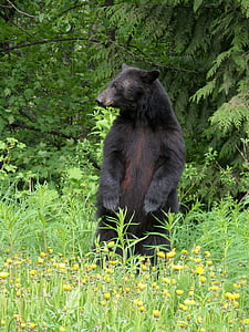 gấu, Gấu đen, động vật, dãy núi Rocky
