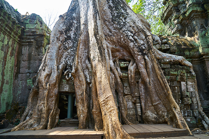 δέντρο, φύση, φυτό, μεγάλο, παλιά, Καμπότζη, Άνγκορ Βατ