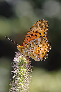 Argynnis hyperbius, papillon, indienne nacré., Argynnis, Edelfalter, nacré., australien nacré.