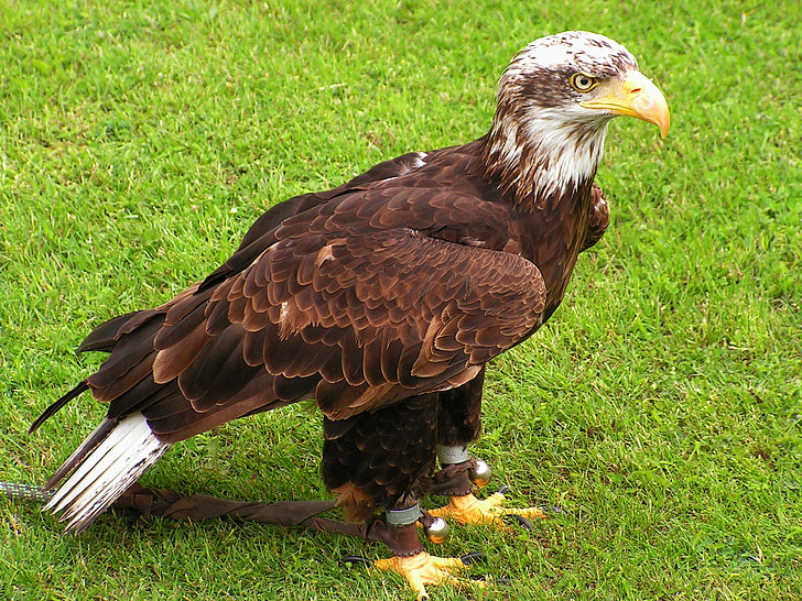 bald eagle, cub, bird, predator, eagle, falconry