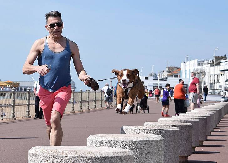 hund, Hastings, Beach, kører, kyst, sommer, hund walker