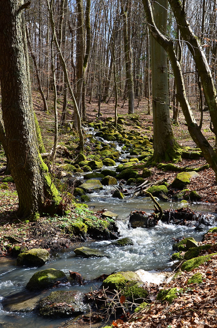 forest, source, nature, bach, creek, stones, moss