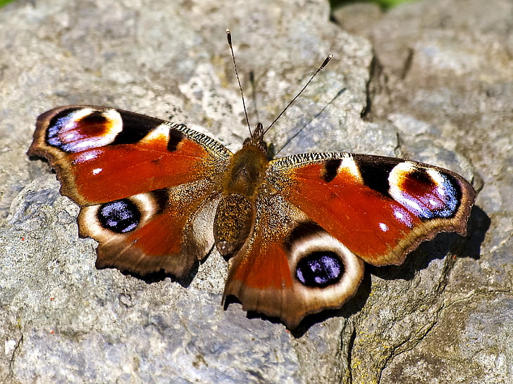 Peacock butterfly, Pāvs, tauriņš, kukainis, daba, dzīvnieku