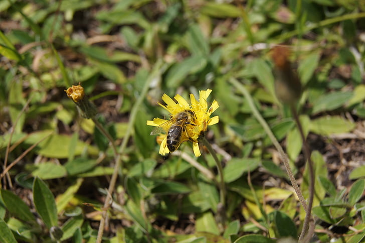 Bee, makro, blomst, gul, natur, insekt, Sommer