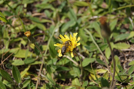 abeille, macro, fleur, jaune, nature, insecte, été
