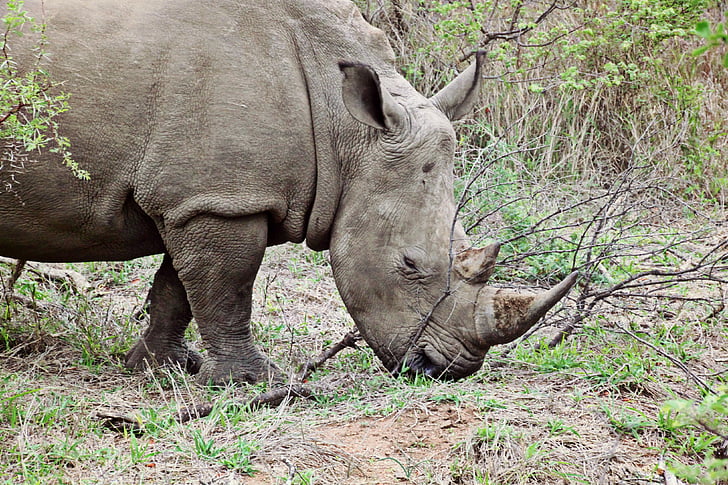 rhino, animal, wild animal, africa, big game, safari, south africa