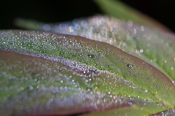 dew, dewdrop, morgentau, drip, drop of water, leaf, nature