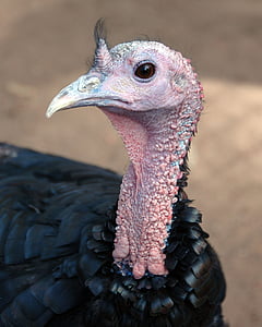 Turquía, pájaro, acción de gracias, Gobble, Barnyard, aviar