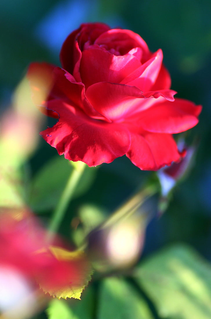 flor, Rosa, vermell, jardí, natura, l'amor, pètals