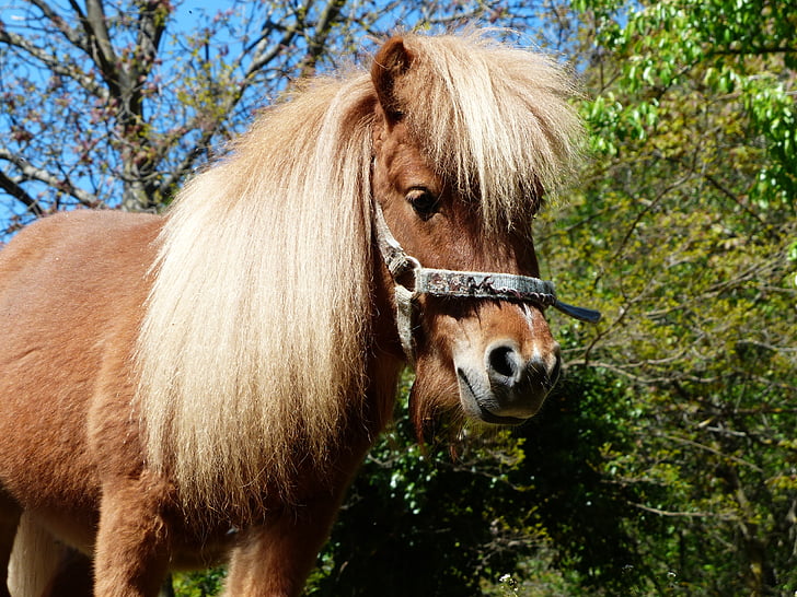 pony Shetland, Pony, caballo, animal, piel, wuschelig, Mane