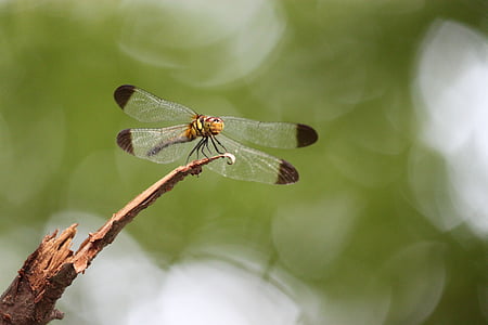 dragonfly, bug, wings, body, legs, head, eyes