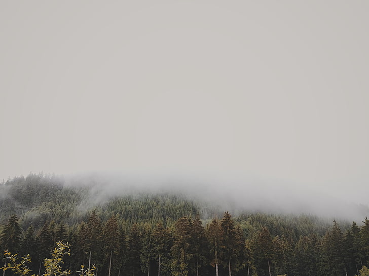 köd, ködös, erdő, természet, fák, erdőben, fa